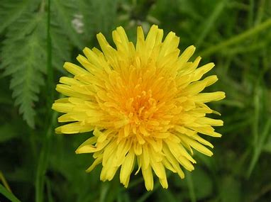 Dandelion: Nature’s Overlooked Ally in Blood Sugar Management