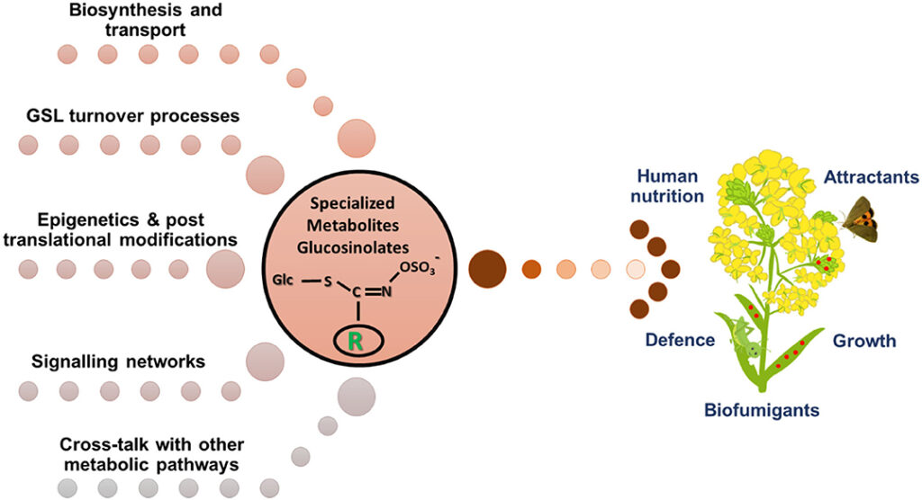 Glucosinolates: Potent Plant Compounds in the Fight Against Human Diseases