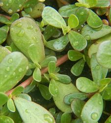 Purslane: The Superfood That Could Revolutionize Diabetes Management